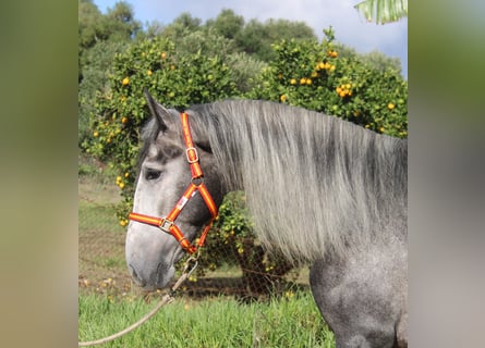 PRE Blandning, Hingst, 3 år, 170 cm, Grå