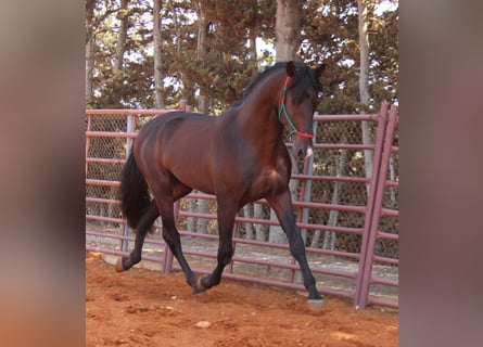 PRE, Hingst, 3 år, 170 cm, Mörkbrun