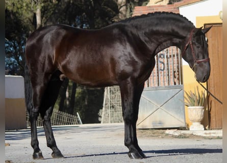 PRE Blandning, Hingst, 3 år, 173 cm, Svart