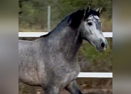 PRE Blandning, Hingst, 4 år, 158 cm, Grå