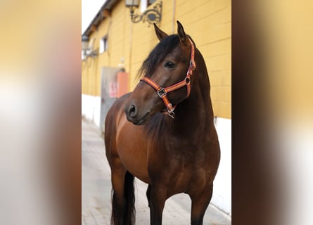 PRE Blandning, Hingst, 4 år, 160 cm, Brun