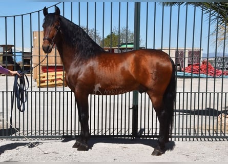 PRE, Hingst, 4 år, 160 cm, Brun