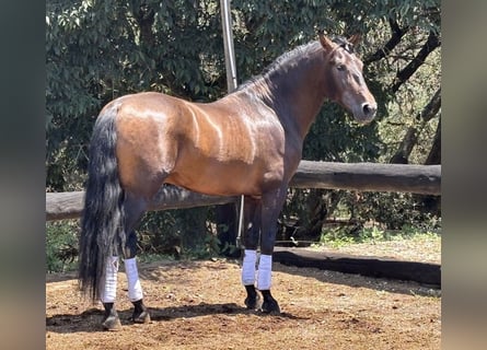 PRE Blandning, Hingst, 4 år, 160 cm, Brun