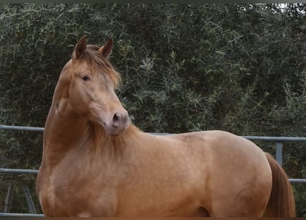 PRE, Hingst, 4 år, 160 cm, Pärla