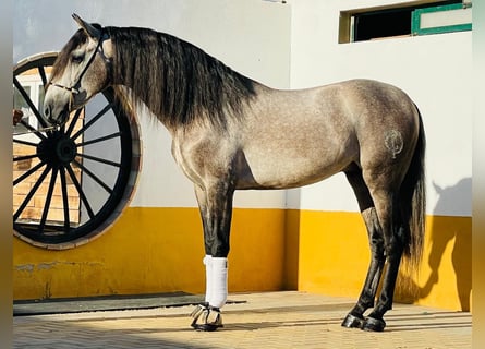 PRE Blandning, Hengst, 4 Jahre, 161 cm, Apfelschimmel