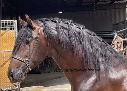 PRE Blandning, Hingst, 4 år, 163 cm, Brun