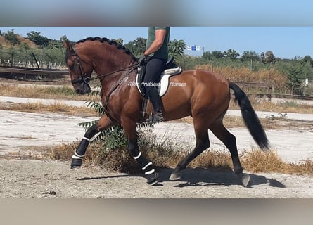 PRE Blandning, Hingst, 4 år, 163 cm, Brun