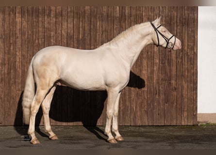 PRE Blandning, Hingst, 4 år, 163 cm, Cremello