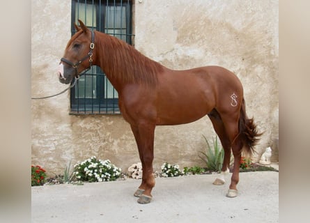 PRE Blandning, Hingst, 4 år, 163 cm, fux