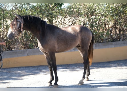 PRE Blandning, Hingst, 4 år, 163 cm, Gråskimmel