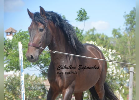 PRE, Hingst, 4 år, 164 cm, Brun