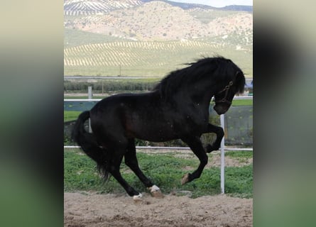 PRE Blandning, Hingst, 4 år, 165 cm