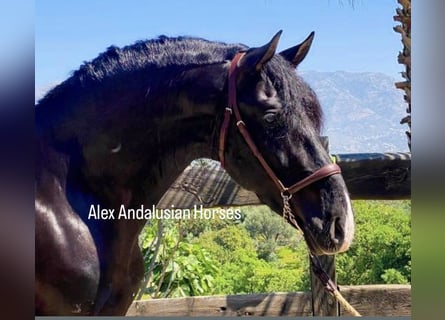 PRE Blandning, Hingst, 4 år, 165 cm, Mörkbrun