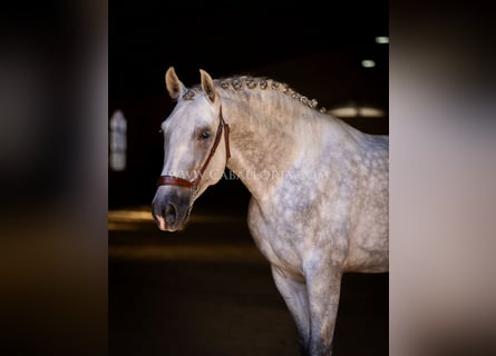 PRE, Hengst, 4 Jahre, 167 cm, Schimmel