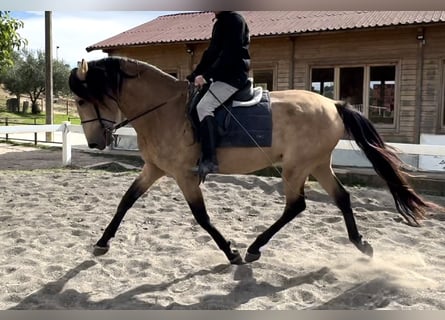 PRE Blandning, Hengst, 4 Jahre, 169 cm, Falbe