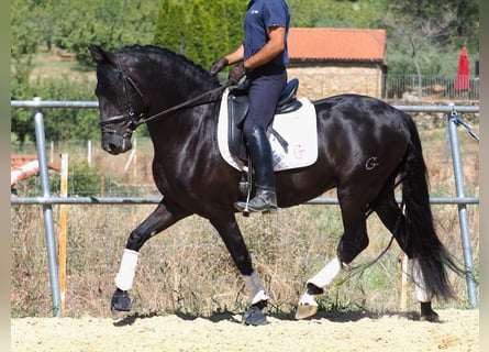 PRE Blandning, Hingst, 5 år, 158 cm, Svart