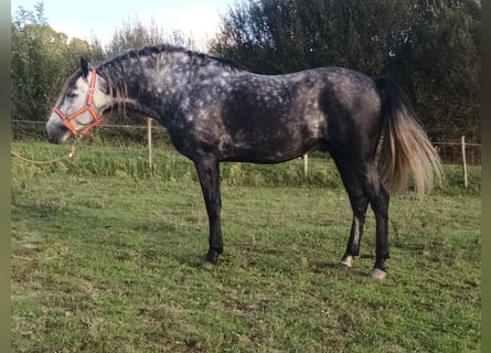 PRE Blandning, Hingst, 5 år, 161 cm, Gråskimmel