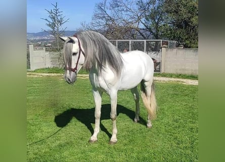 PRE, Hingst, 5 år, 162 cm, Vit