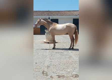 PRE, Hingst, 5 år, 163 cm, Perlino