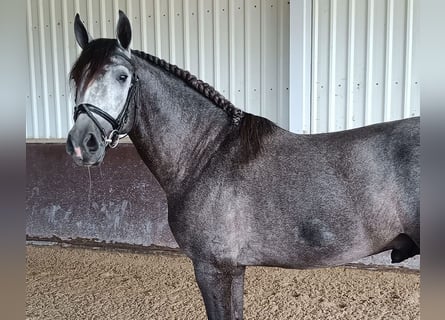 PRE Blandning, Hingst, 5 år, 166 cm, Grå