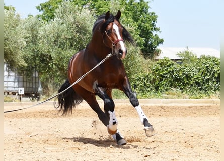 PRE, Hingst, 5 år, 167 cm