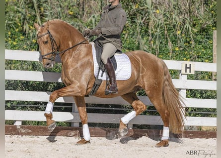 PRE Blandning, Hengst, 5 Jahre, 167 cm, Palomino