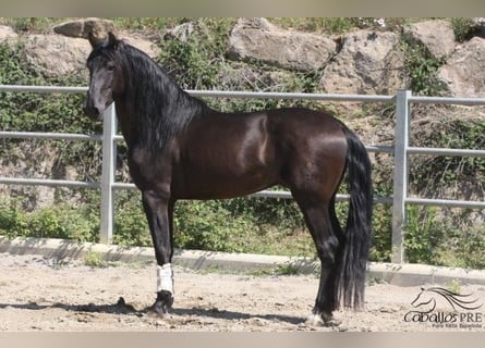 PRE, Hingst, 5 år, 170 cm, Svart