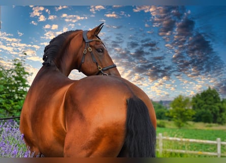 PRE, Hingst, 5 år, 173 cm, Ljusbrun