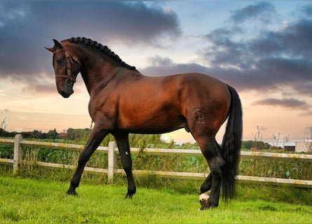 PRE Blandning, Hingst, 5 år, 176 cm, Mörkbrun