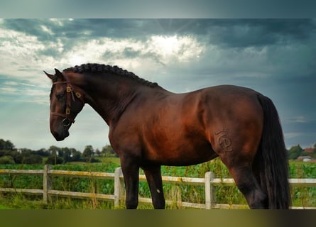 PRE Blandning, Hengst, 5 Jahre, 176 cm, Dunkelbrauner