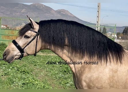 PRE Blandning, Hingst, 6 år, 163 cm, Gulbrun