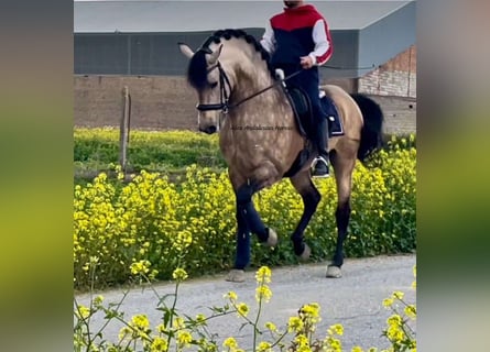 PRE Blandning, Hingst, 6 år, 163 cm, Gulbrun