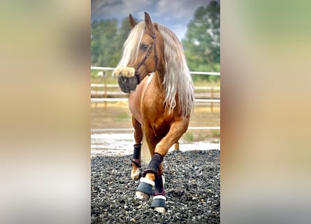 PRE Blandning, Hingst, 6 år, 165 cm, Palomino