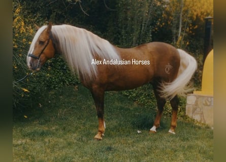 PRE Blandning, Hingst, 6 år, 165 cm, Palomino