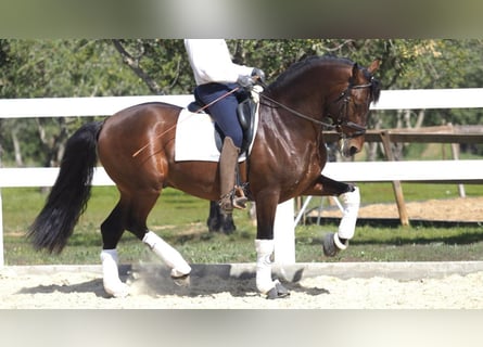 PRE Blandning, Hingst, 6 år, 167 cm, Brun