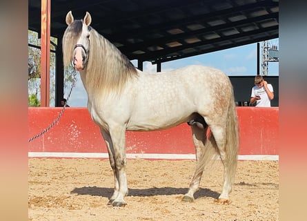 PRE Blandning, Hingst, 7 år, 161 cm, Gråskimmel