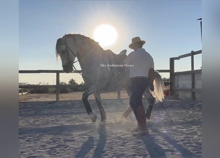 PRE Blandning, Hingst, 7 år, 163 cm, Grå