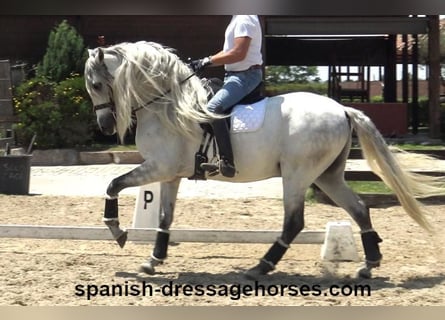 PRE Blandning, Hingst, 7 år, 164 cm, Grå