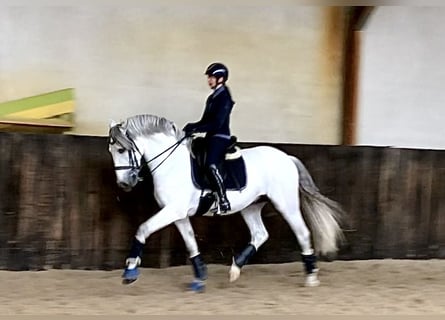 PRE Blandning, Hengst, 7 Jahre, 167 cm, Schimmel