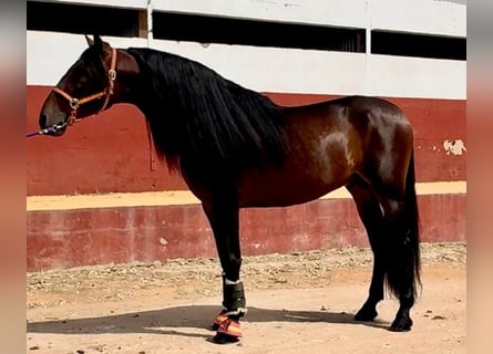 PRE Blandning, Hingst, 7 år, 167 cm, Mörkbrun