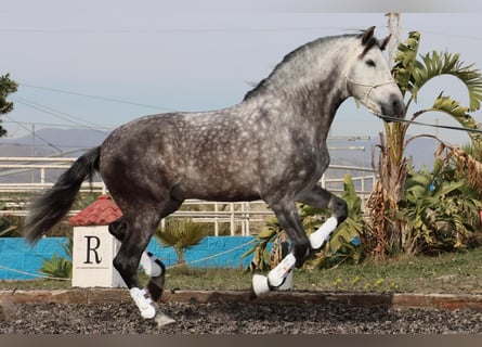 PRE, Hingst, 7 år, 168 cm, Grå