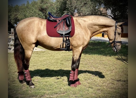 PRE, Hengst, 7 Jahre, 168 cm, Buckskin