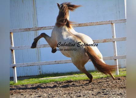 PRE, Hingst, 8 år, 158 cm, Perlino