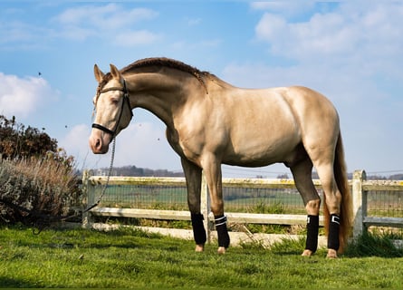 PRE, Hingst, 8 år, 162 cm, Perlino