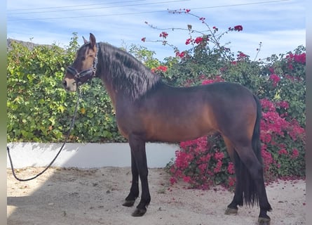 PRE Blandning, Hingst, 8 år, 164 cm, Mörkbrun