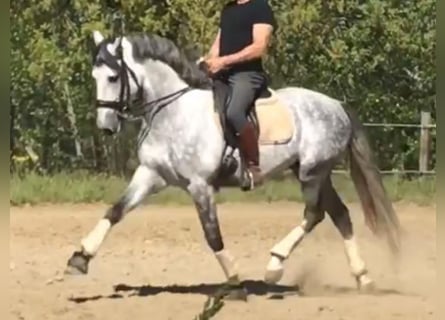 PRE Blandning, Hingst, 8 år, 165 cm, Grå