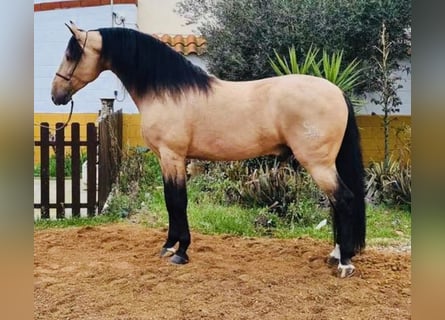 PRE Blandning, Hingst, 8 år, 170 cm, Gulbrun