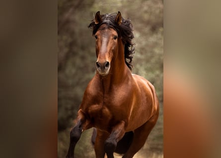 PRE, Hingst, 8 år, 173 cm