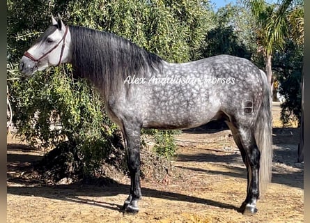 PRE Blandning, Hingst, 9 år, 163 cm, Gråskimmel