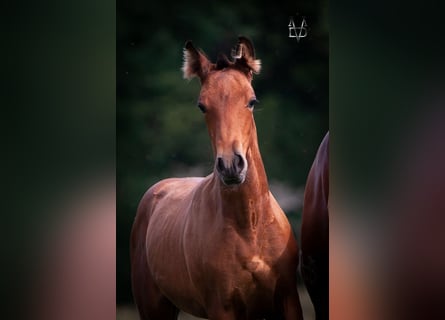 PRE, Hingst, Föl (05/2024), 164 cm, Brun